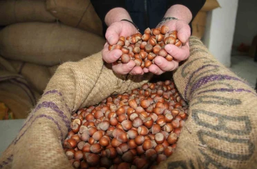 Giresun’da fındık fiyatları haftayı 315 liradan kapattı