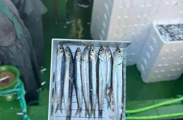 Gırgır teknelerinde balık boyu denetimi
