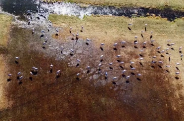 Göç eden turnalar Erzurum’da objektiflere yansıdı 