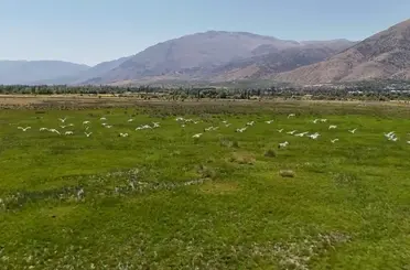 Göç yolundaki leyleklerin Erzincan molası havadan görüntülendi
