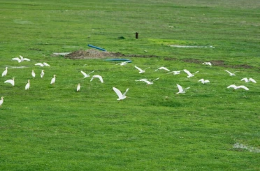 Göçmen kuşlar Muş Ovası’nı süsledi 