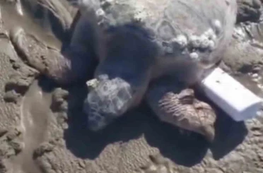 Gökçeada’da kıyıya vuran caretta caretta vatandaşların yardımıyla denizle buluştu 