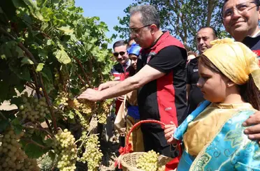 Gökçeada’da üzüm hasadı

