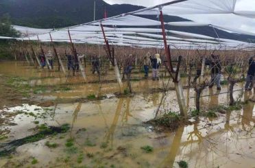 Göle dönen bağlarda budama mücadelesi 
