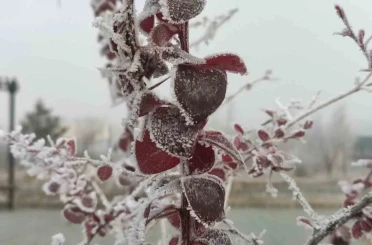 Göle eksi 13 derece, ağaçlar kırağı tuttu 