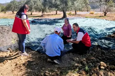 Gömeç te Zeytin Hasadına başlandı
