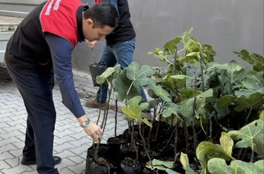 Gömeç’te incir üretimini artıracak adım, 499 sertifikalı fidan dağıtıldı 