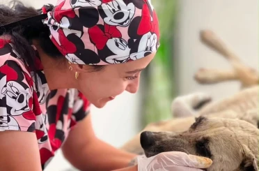 Gözüne bağ çubuğu saplanan köpek yeniden hayata tutundu 