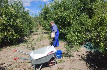 Güdül’de yetişen şifa kaynağı hünnapın hasadı başladı 