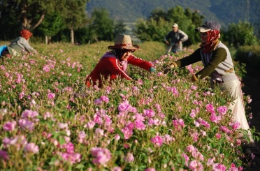 Gül çiçeği taban fiyatı 100 lira olarak açıklandı 