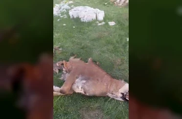Gümüşhane’de aç ayı yaylada bir düveyi telef etti 