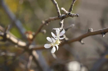 Gümüşhane’de Kasım ayında çiçek açan elma ağacı şaşırttı 
