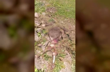 Gümüşhane’de kaybolan inek ayı tarafından parçalandı 
