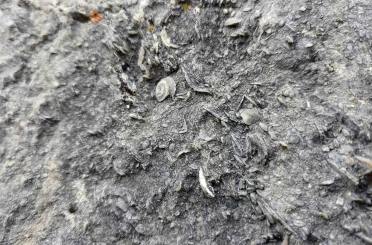 Gümüşhane’de milyonlarca yıllık deniz fosili yatağı bulundu 