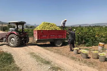 Güneyli üzüm üreticilerinden alıcılara fiyat tepkisi
