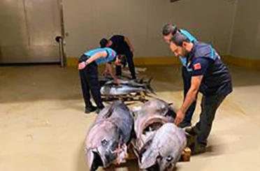 Gürpınar Su Ürünleri Hali’nde denetim: 700 kilogram mavi yüzgeçli orkinosa el konuldu 