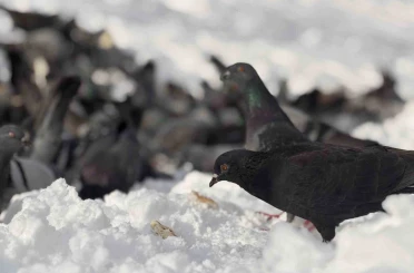 Güvercinleri yemleyen vatandaş yürekleri ısıttı 