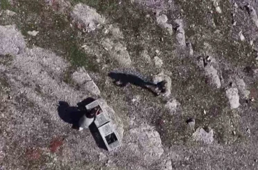 Habur’da ele geçirilen 38 kınalı keklik doğaya salındı 