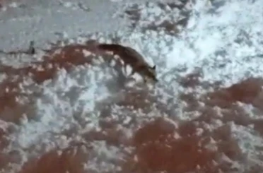 Hakkari’de aç kalan tilkiler şehirde yiyecek aradı 