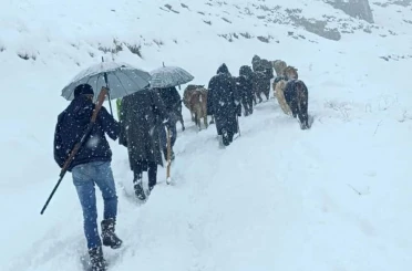 Hakkari’de dağda mahsur kalan sürü kurtarıldı 
