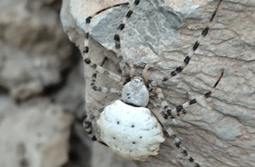 Hakkari’de dünyanın en zehirli örümcek türlerinden biri görüldü 