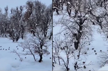 Hakkari’de onlarca keklik köye indi 