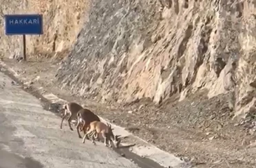Hakkari’de su içen dağ keçileri görüntülendi 