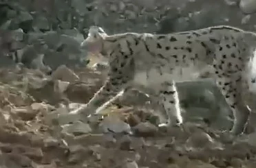 Hakkari’de vaşak görüntülendi 