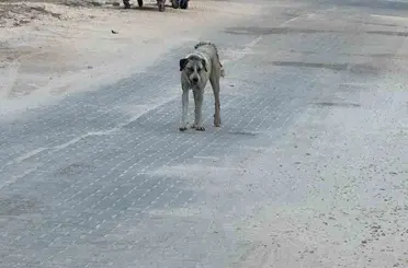 Halfeti’de sahipsiz köpeğin saldırdığı çocuk yaralandı
