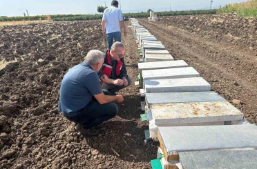 Halitpaşa’da arı ölümleri inceleme altında 