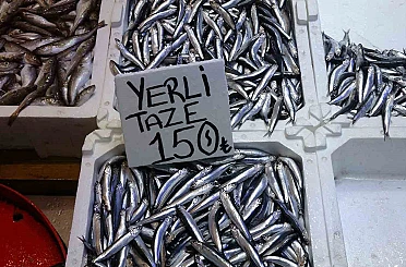 Hamsi bu defa şaşırttı: Tezgahlar yeniden şenlendi 