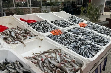 Hamsi yeniden tezgahlarda, 200 liradan alıcı buluyor 