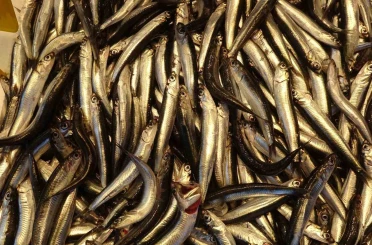 Hamsiyi tezgahta erken gören balıkçı sevinsin mi üzülsün mü bilemedi 