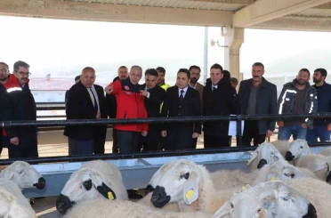 Hane başı yüzde 70’i hibe olarak 50 koyun 2 koç dağıtıldı 