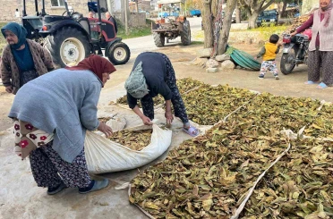 Hasadı tamalanan tütünler satış için hazırlanıyor 