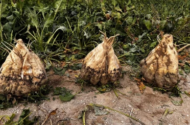 Hasat edilen 24 kiloluk şeker pancarları şaşırttı