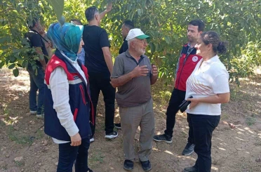 Hasat öncesi ceviz bahçelerinde inceleme yapıldı 