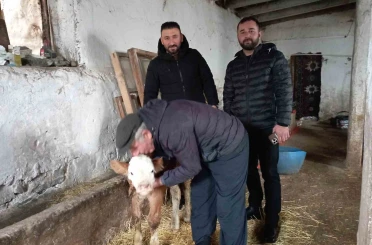 Hasta buzağıya evinde baktı 