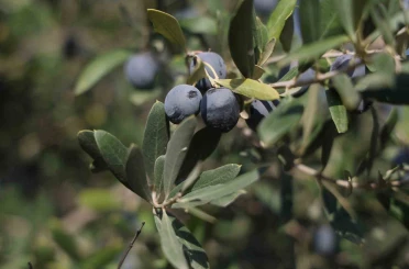 Hatay’da 17 milyon 102 bin ağaçta, 201 bin ton zeytin rekoltesi bekleniyor 