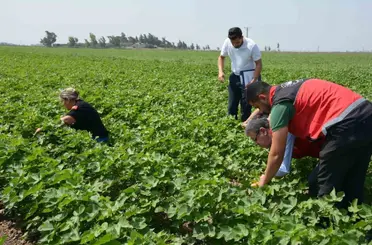 Hatay’da pamuk, soya ve ayçiçeği üretim alanları kontrol edildi
