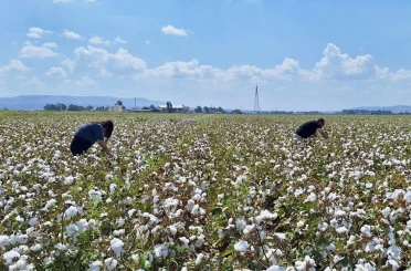 Hatay’da pamuk ve soya ekili araziler kontrol edildi 