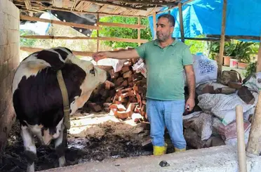 Hatay’da şap hastalığına karşı aşılama çalışmaları sürüyor
