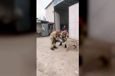 Hava filtresine sıkışan köpek kurtarıldı 