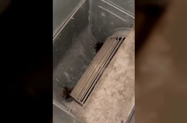 Havalandırma kazanına düşen 2 yavru kediyi öğretmen ve personel kurtardı 