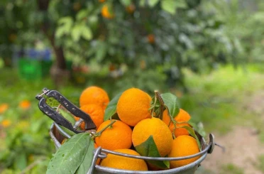 Havran Mandalinası’nda hasat vakti 