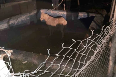 Havuza düşerek mahsur kalan atı itfaiyeciler kurtardı 