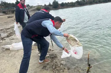Havza’da göletlere 110 bin yavru sazan bırakıldı
