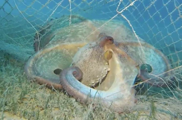 Hayalet ağlarla mücadelede 420 milyon metrekare alan tarandı 