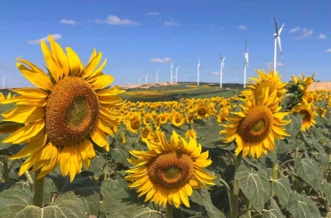 Hayrabolu’da ayçiçeği tarlaları görsel şölene dönüştü 