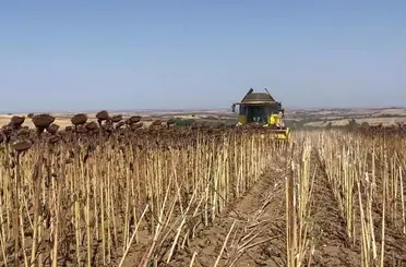 Hayrabolu’da ayçiçeği tarlalarında hasat zamanı
